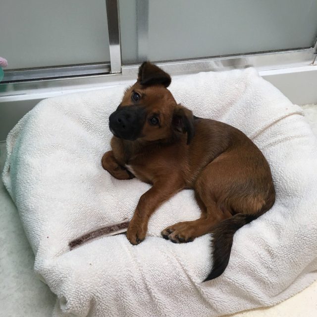 Pearl My Little Girl Rescue Puppy. She Saved My Life From Severe Depression.