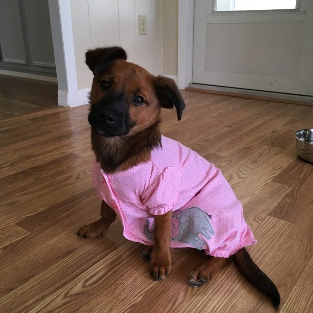Pearl My Little Girl Rescue Puppy. She Saved My Life From Severe Depression.