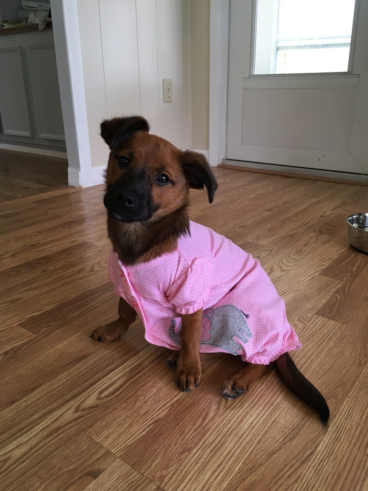 Pearl My Little Girl Rescue Puppy. She Saved My Life From Severe Depression.