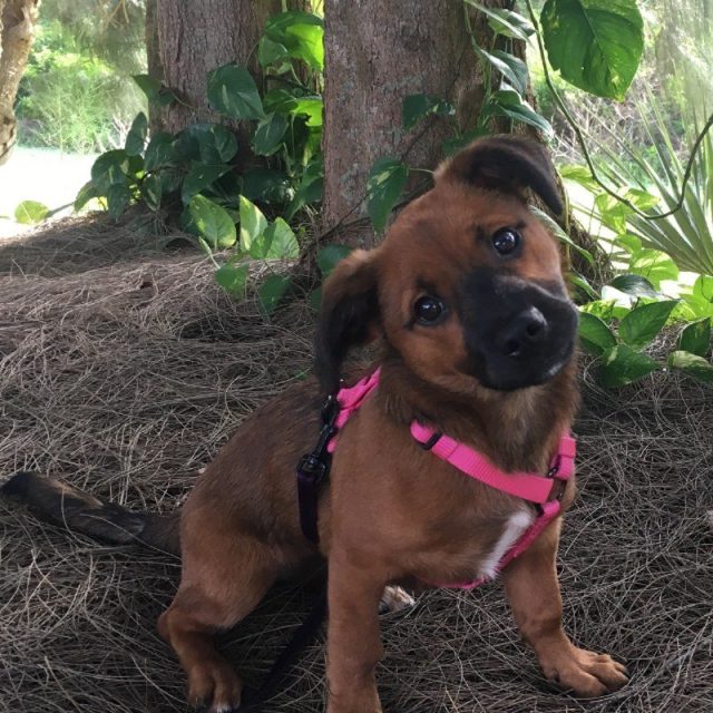 Pearl My Little Girl Rescue Puppy. She Saved My Life From Severe Depression.