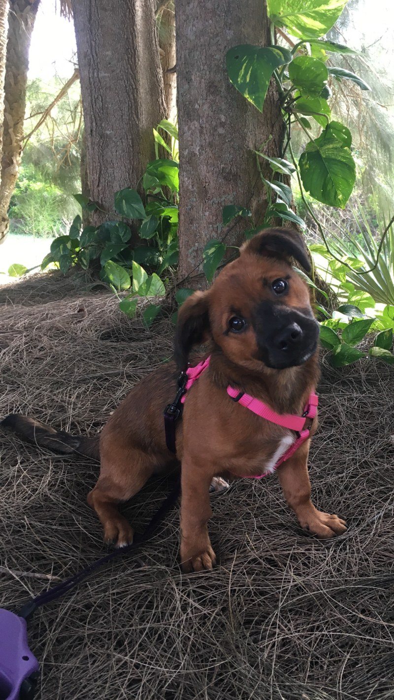 Pearl My Little Girl Rescue Puppy. She Saved My Life From Severe Depression.