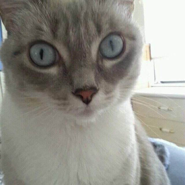 My Blue Eyed Bunny