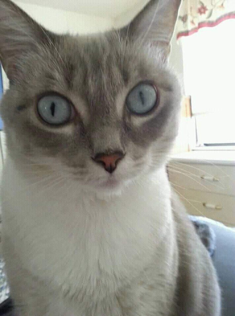 My Blue Eyed Bunny