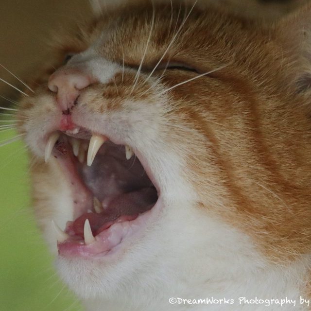 Kitty Could Not Feel Any Lazier!