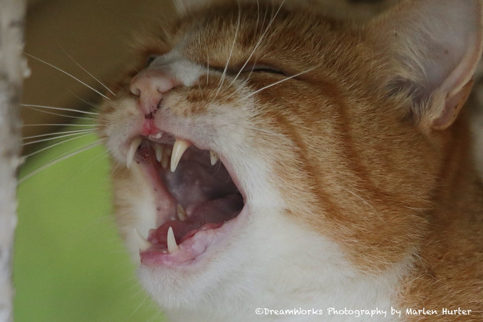 Kitty Could Not Feel Any Lazier!
