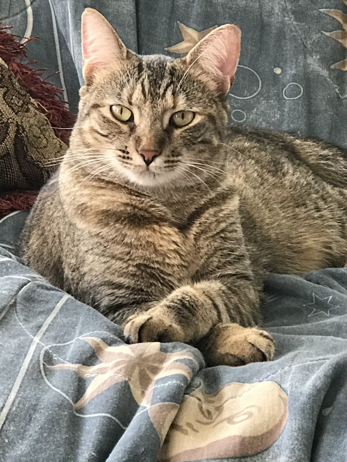 I'm Queen