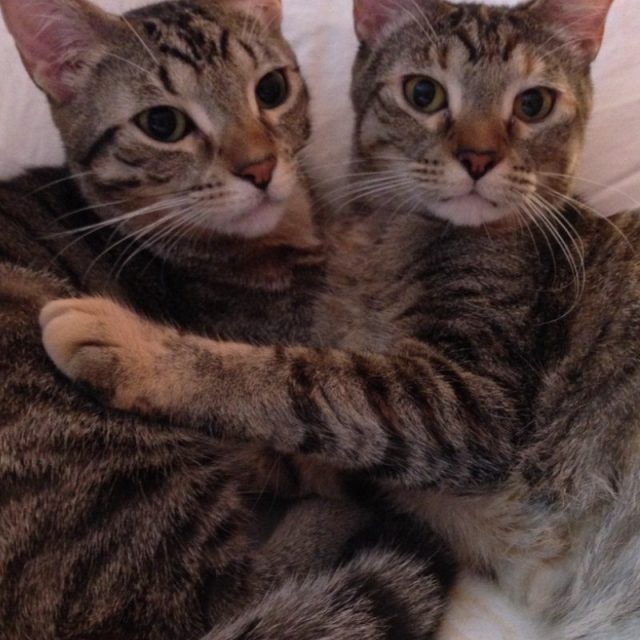 Twins