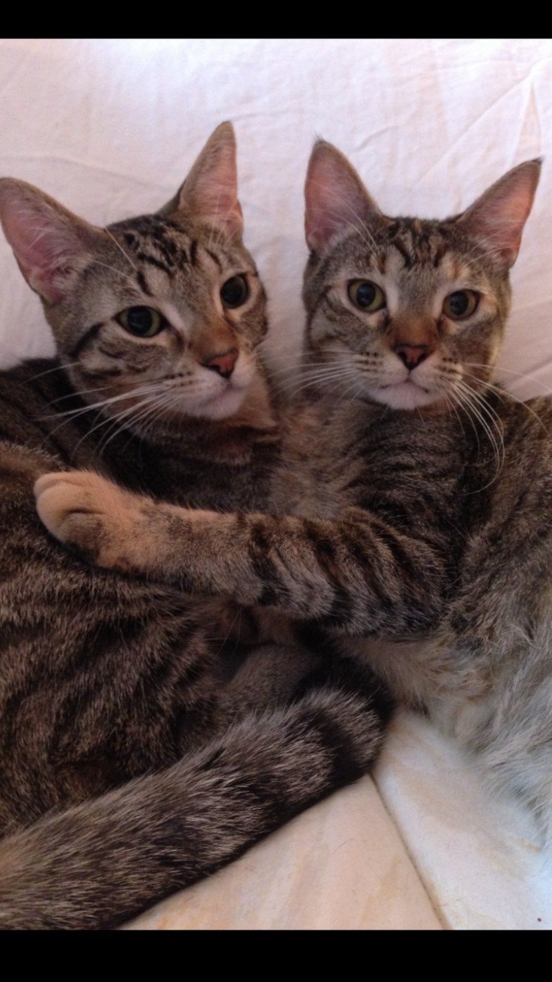 Twins