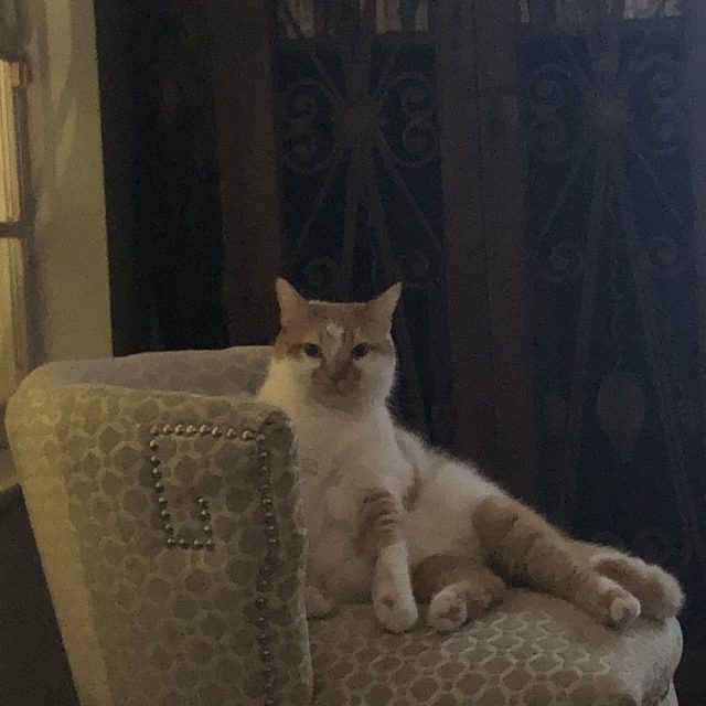 Yes...can I Help You ?