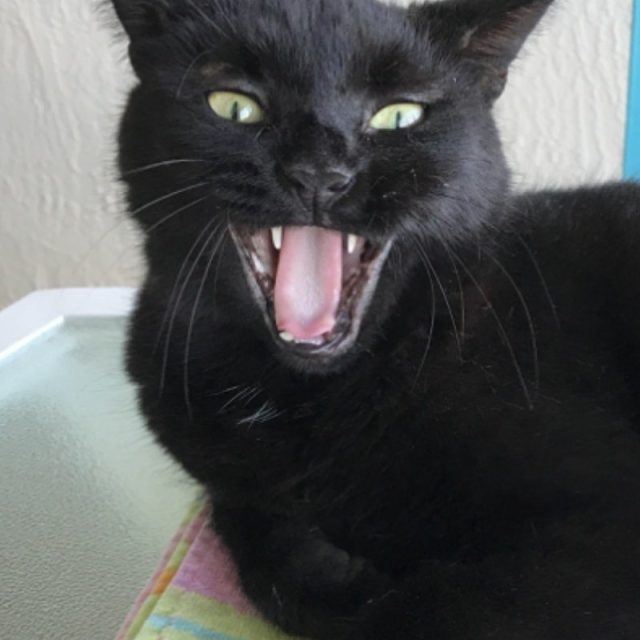 Boo!