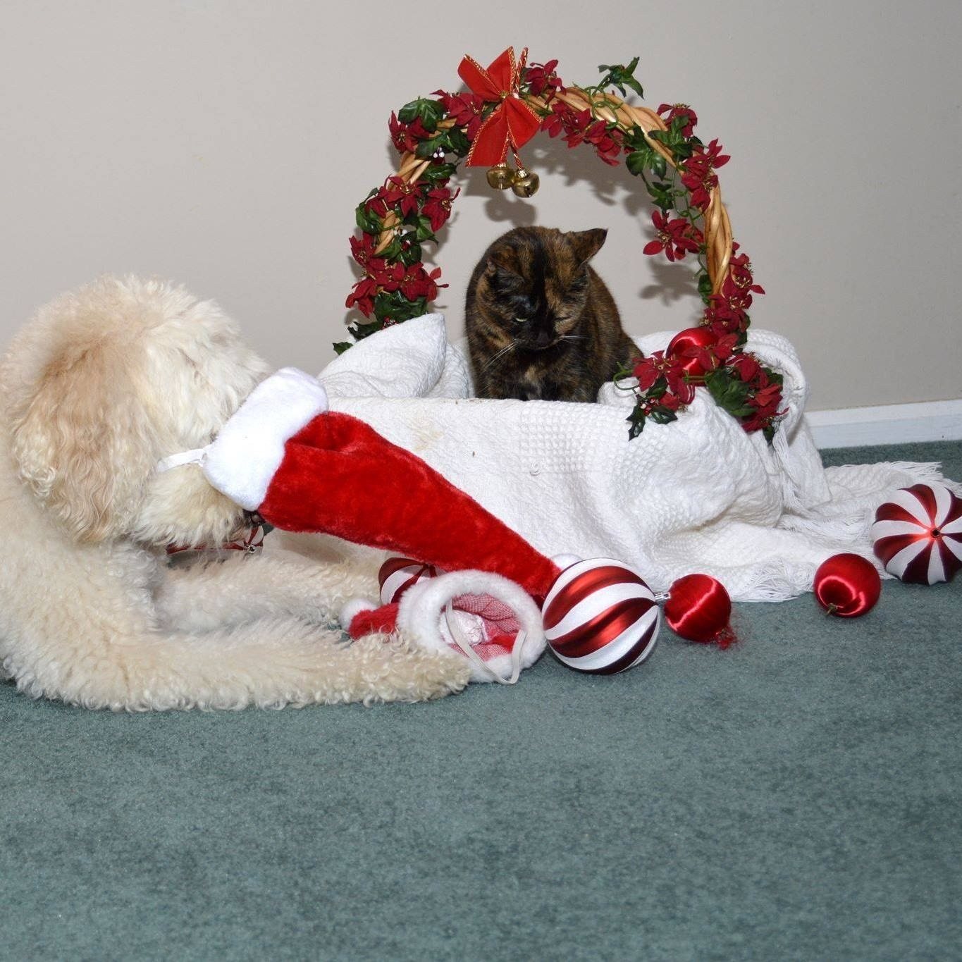 Honestly, Santa - We've Been Good!!