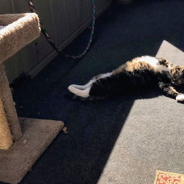 Paint Me Like 1 Of Your French Cats