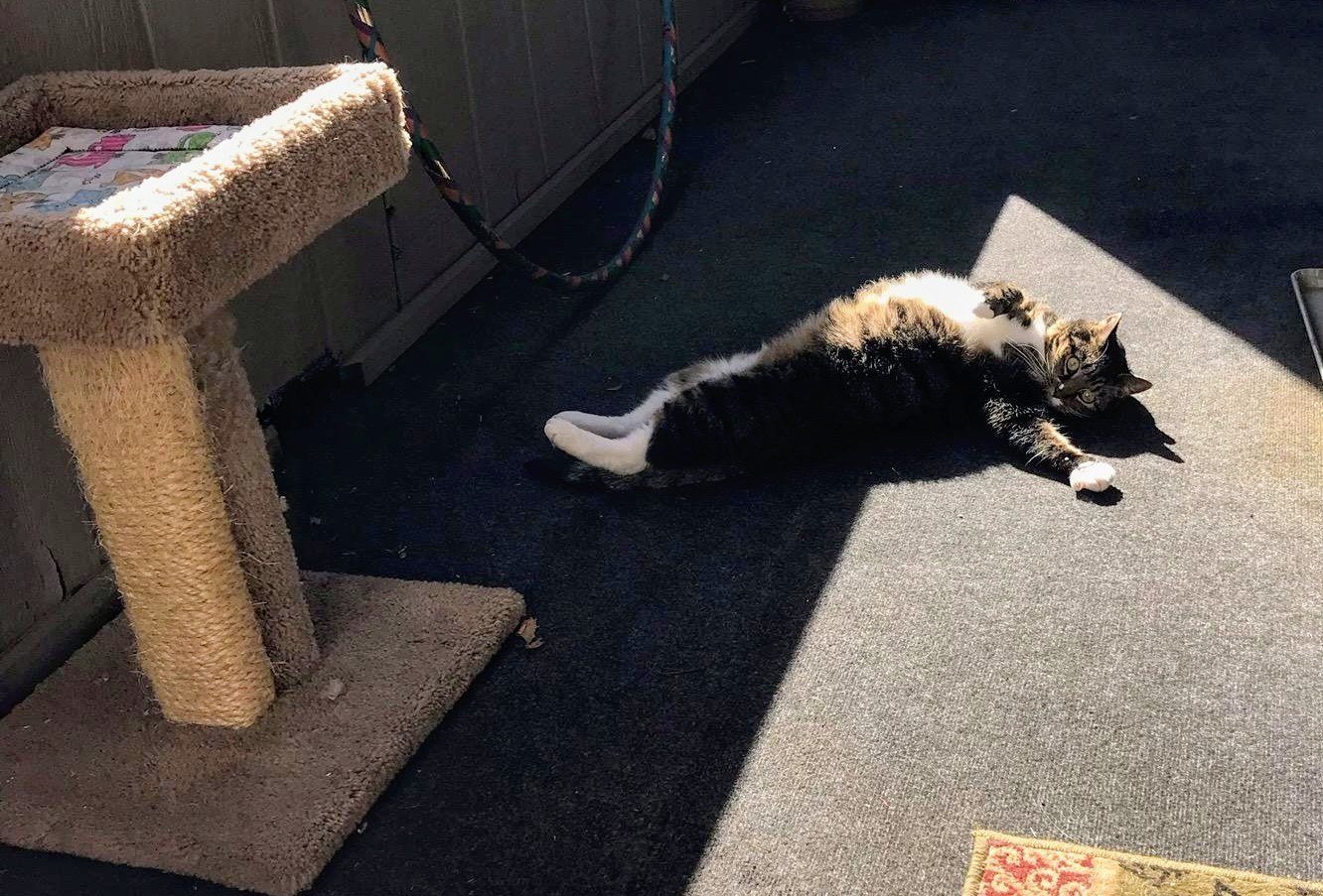 Paint Me Like 1 Of Your French Cats