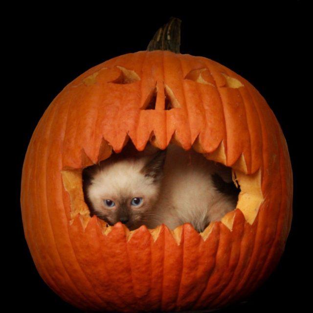 Peek-A-Boo