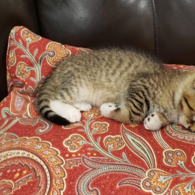 Cat Nappin'
