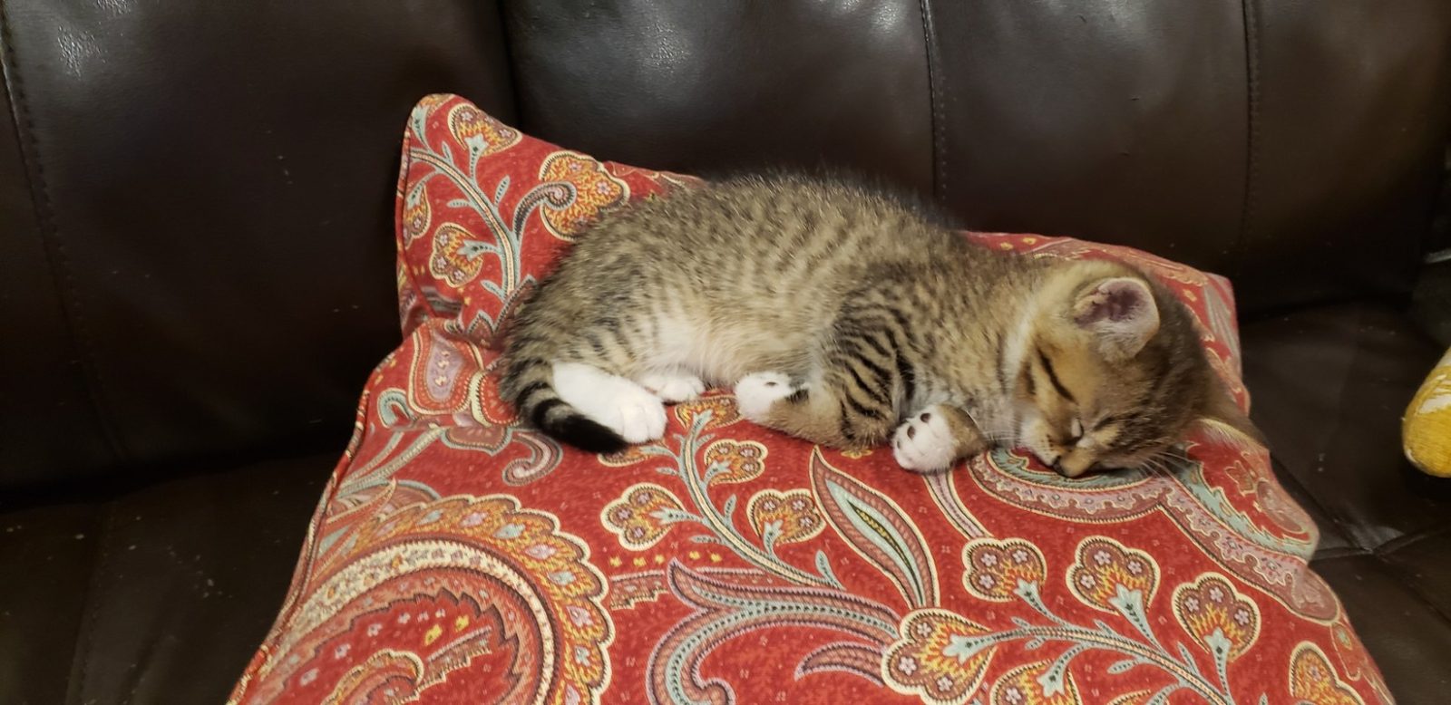 Cat Nappin'