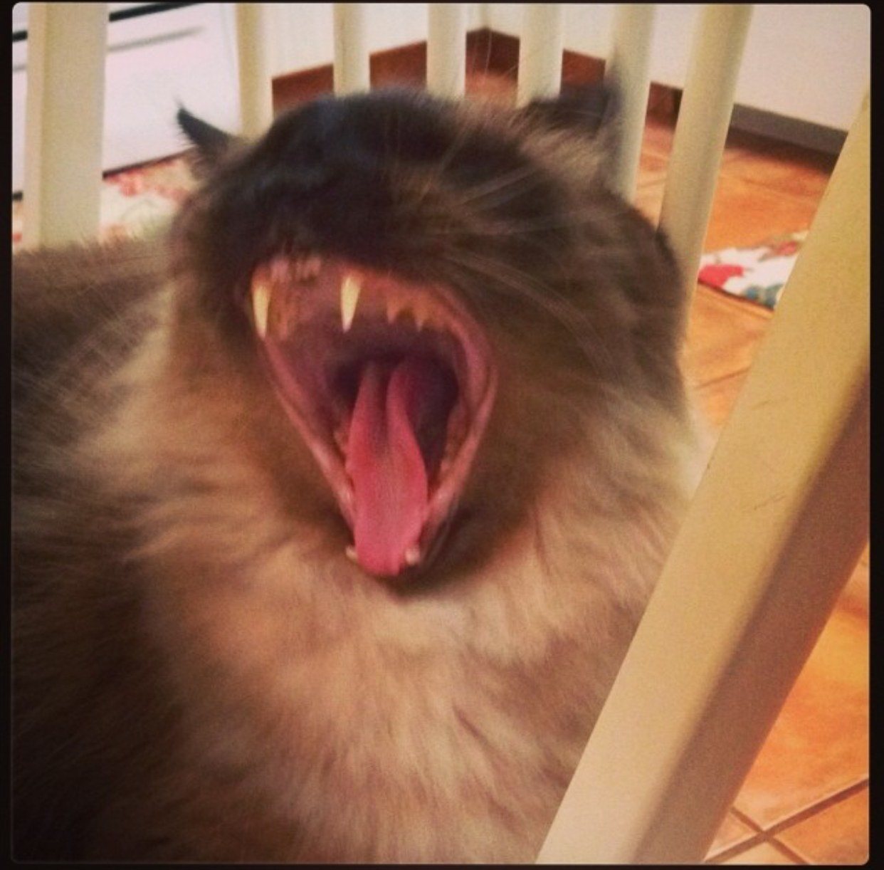 Hear Me Roar