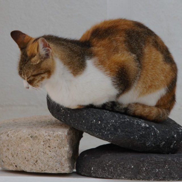 Zen Cat
