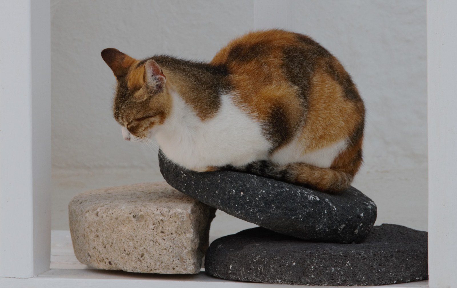 Zen Cat