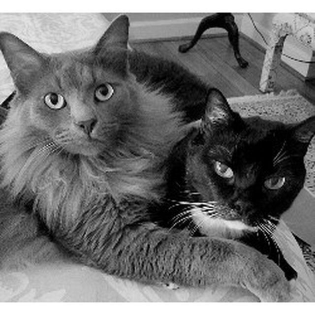 Blue And Scout