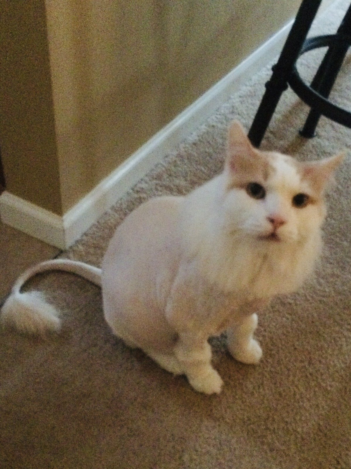 I'm Ready To Try Out For Lion King.