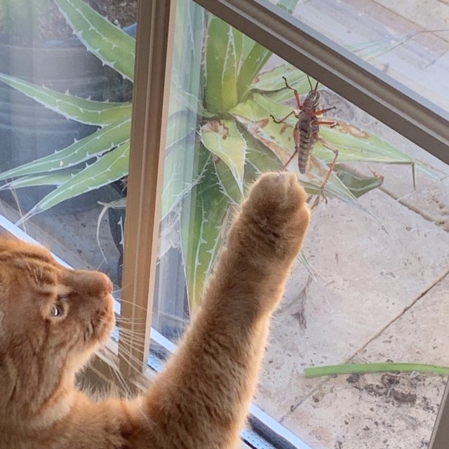 If That Grasshopper Was On THIS Side Of The Window!
