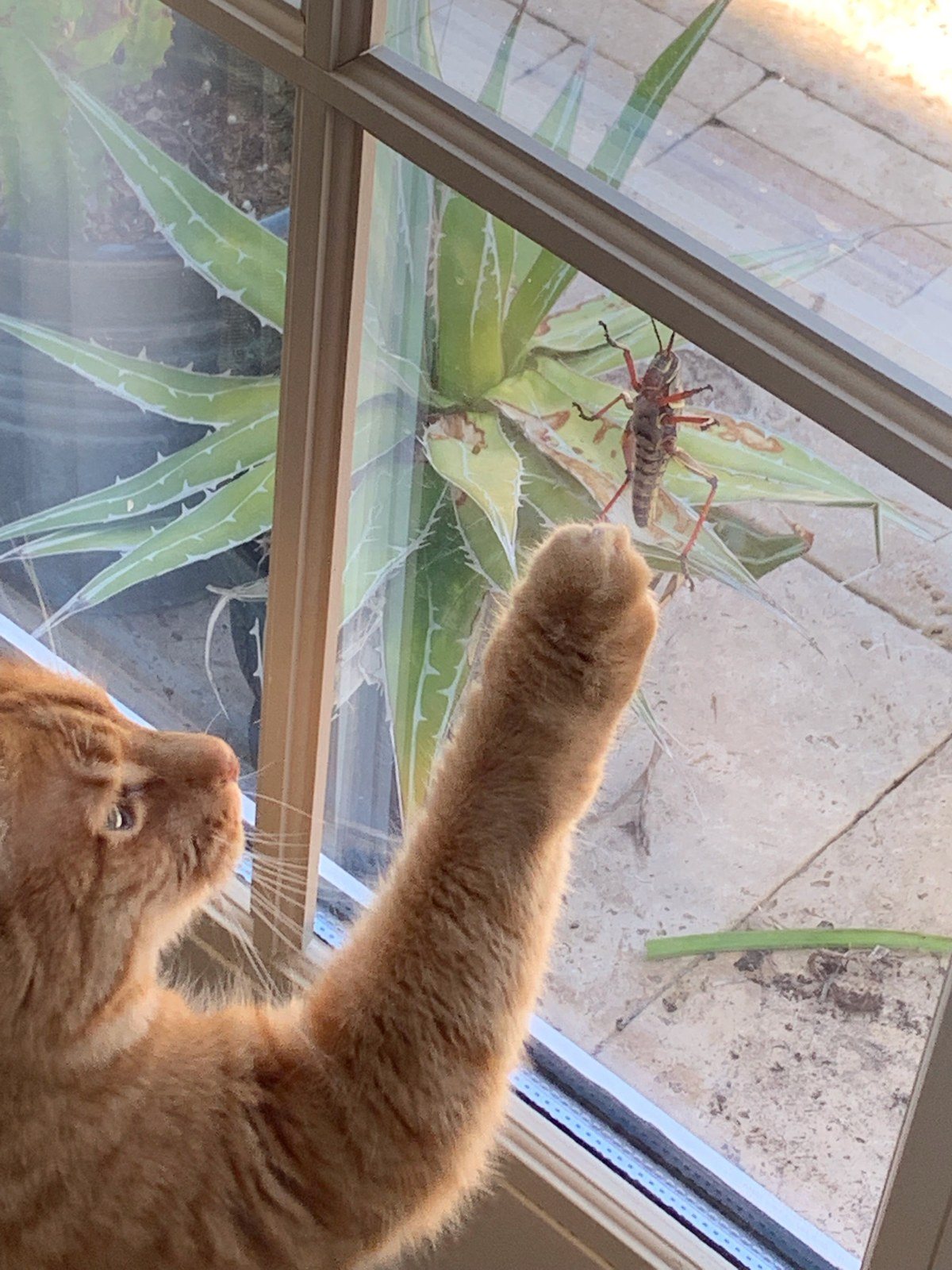 If That Grasshopper Was On THIS Side Of The Window!