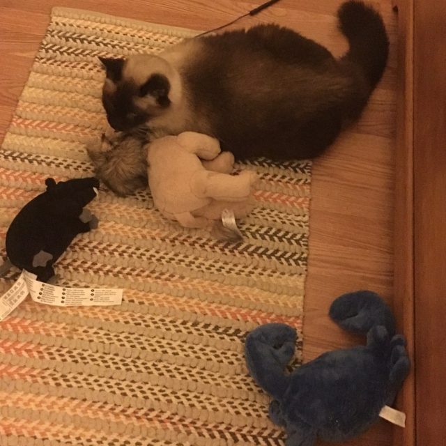 You Can Never Have To Many Toys