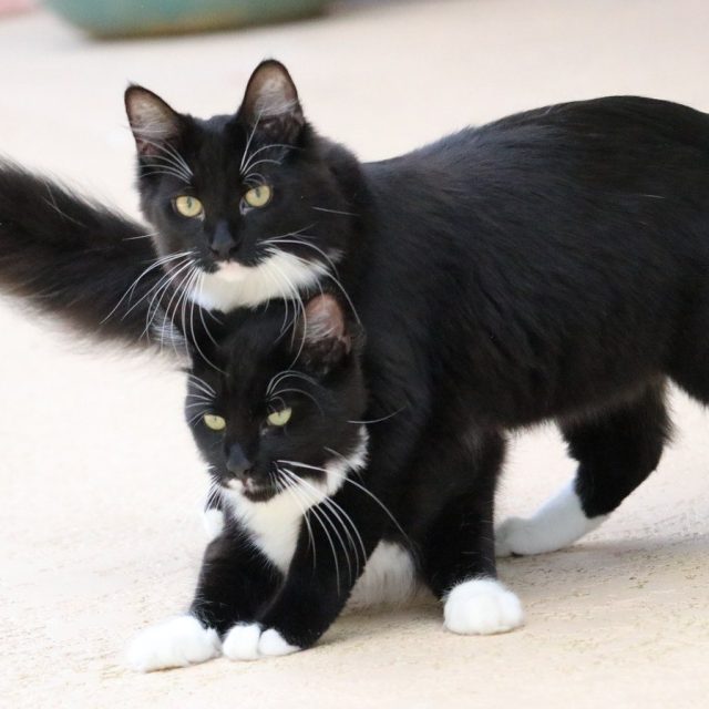 Cat-s