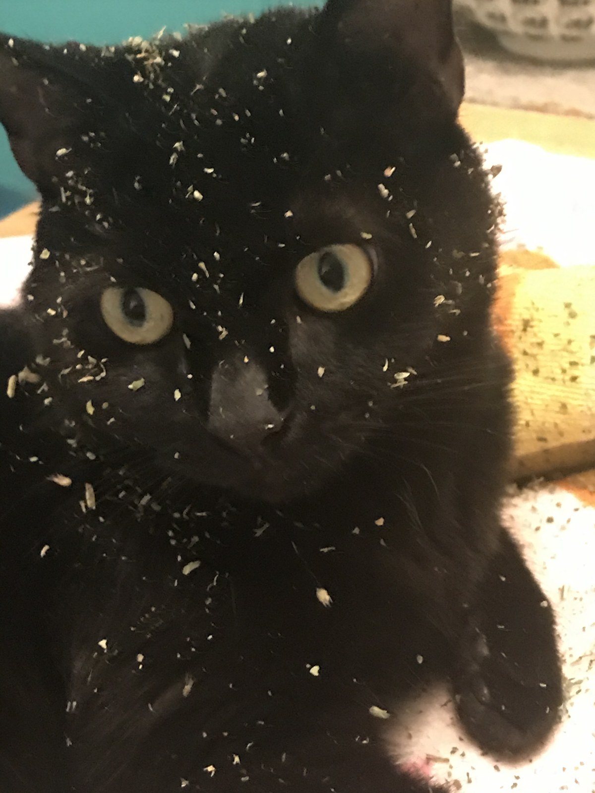No I Didn't Get Into The Catnip!