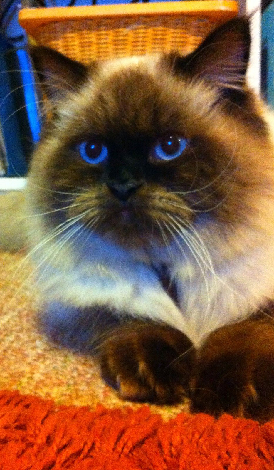 Old Blue Eyes