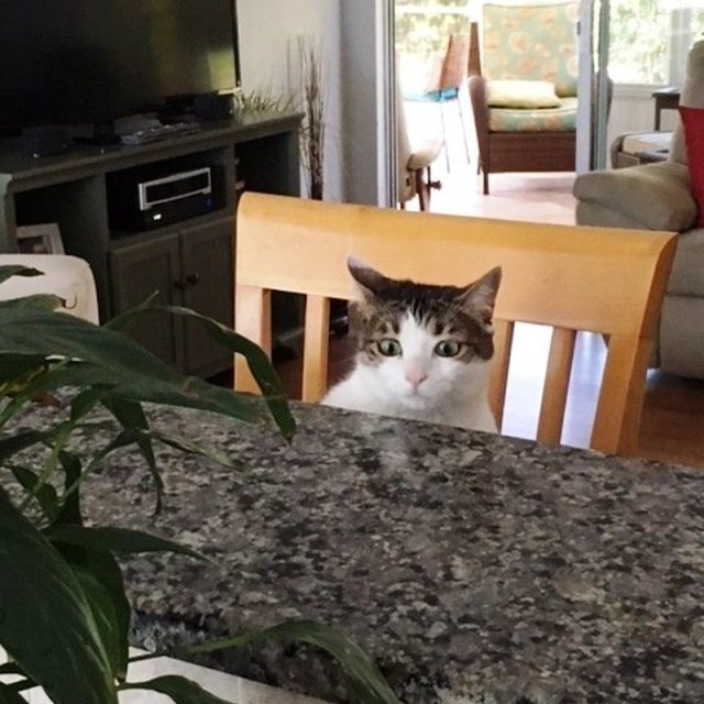 I Know I Shouldn't Be Up Here But That Plant Looks So Tasty!
