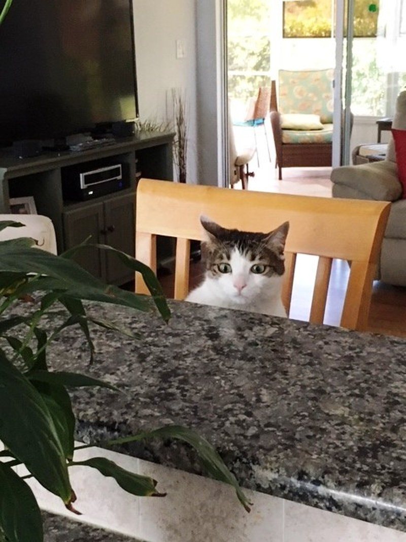 I Know I Shouldn't Be Up Here But That Plant Looks So Tasty!