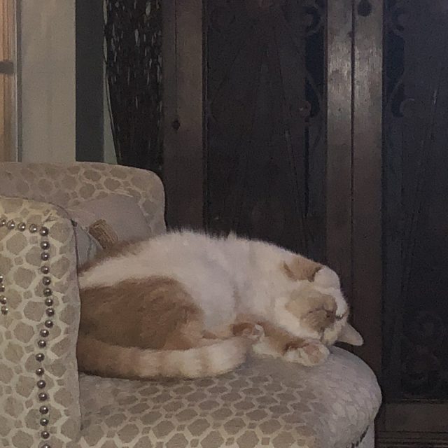 Cat Nap 💤