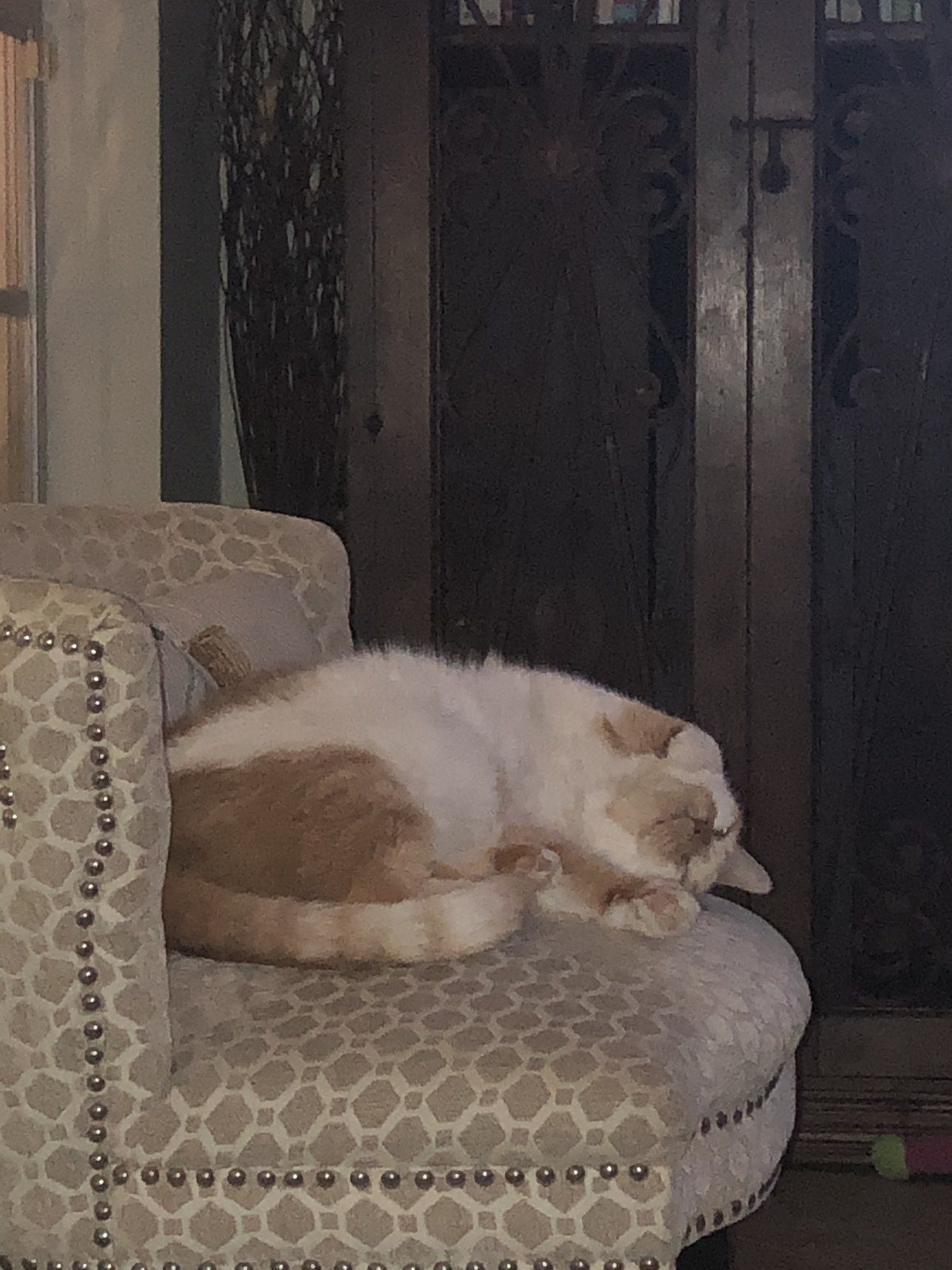 Cat Nap 💤