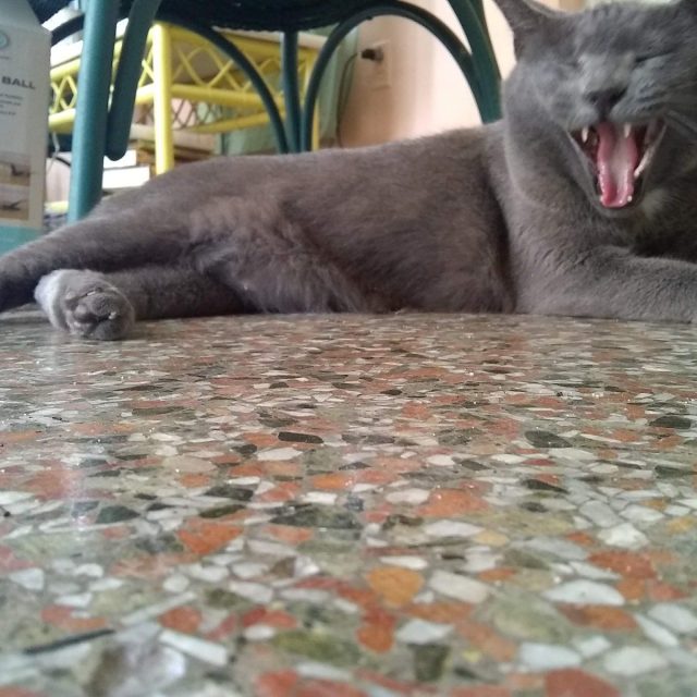 Im The Scariest Kitty On The Treaure Coast