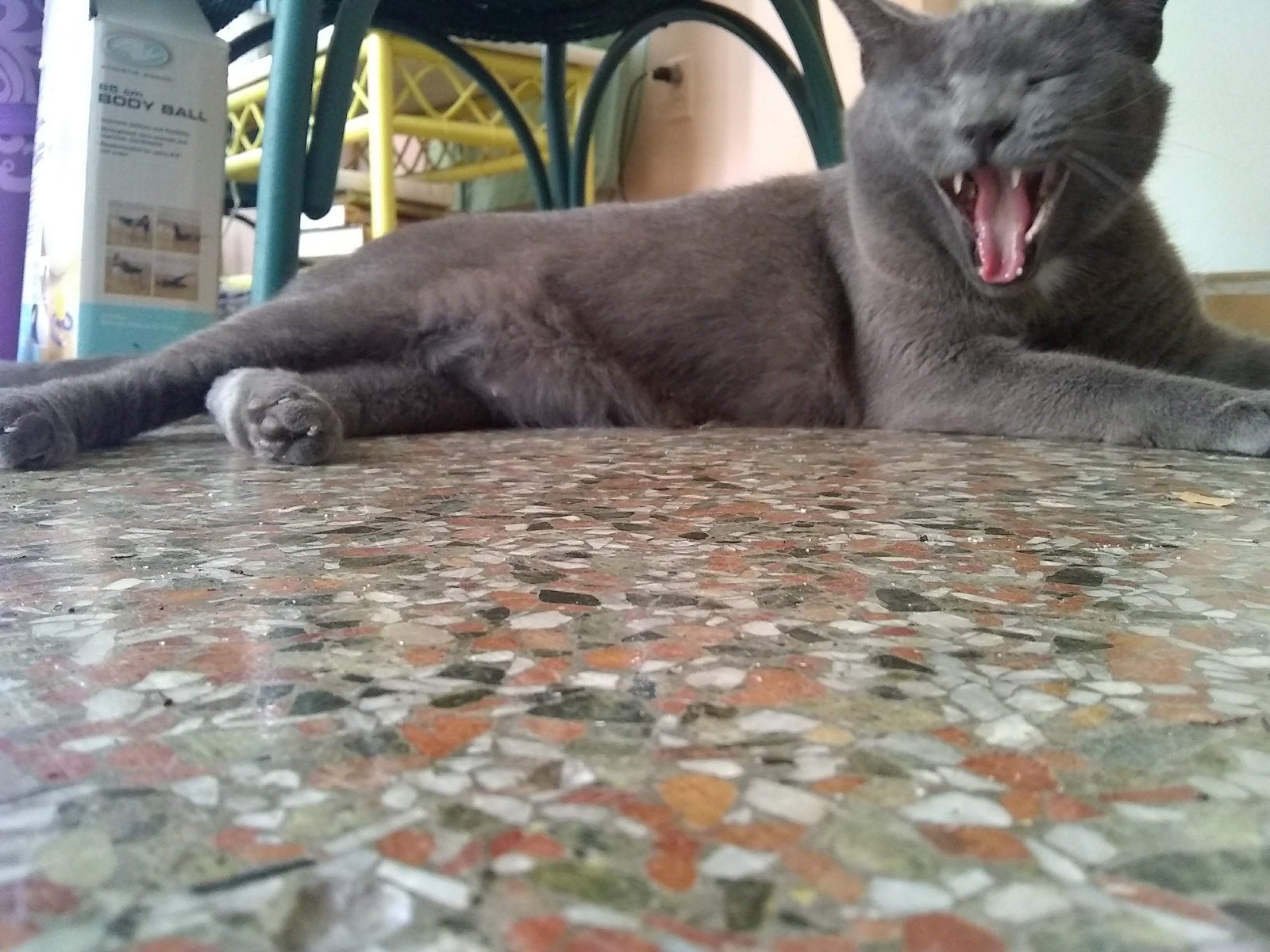 Im The Scariest Kitty On The Treaure Coast