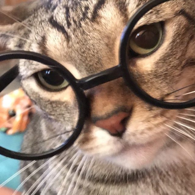 Catty Potter