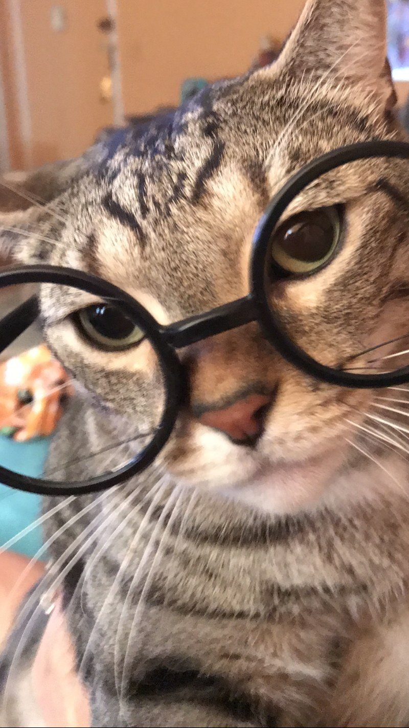 Catty Potter