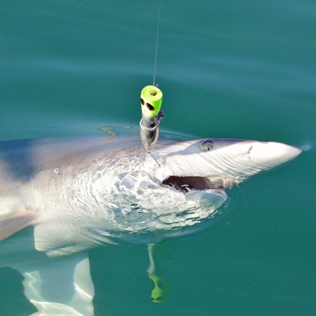 Sharky