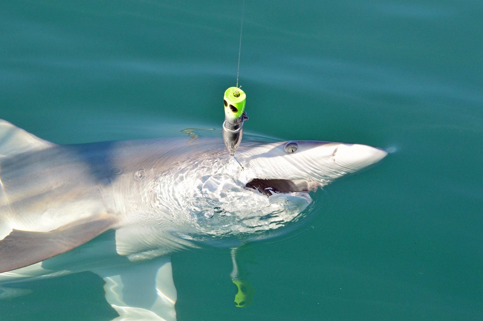 Sharky