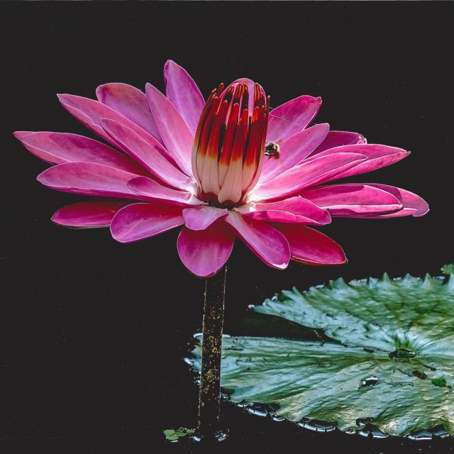 Pink Delight