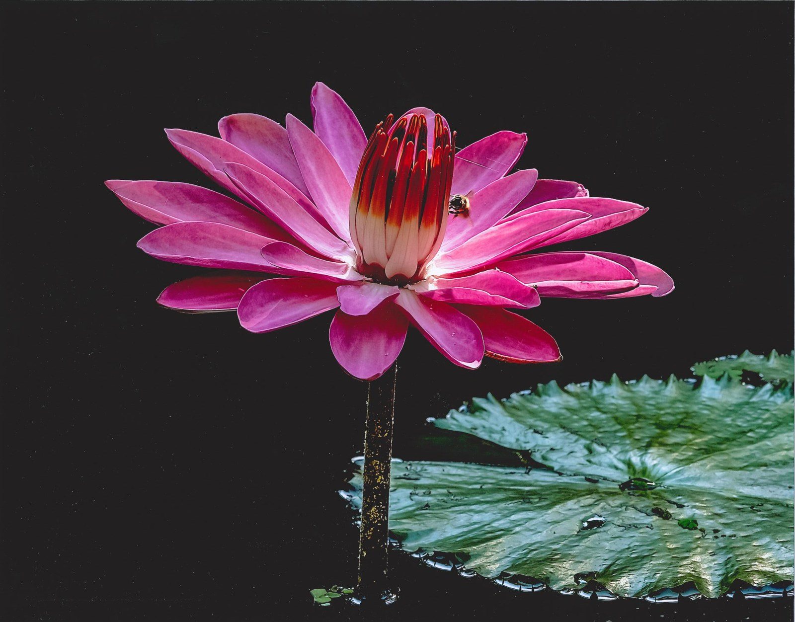 Pink Delight