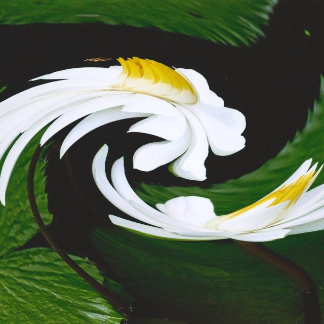 Whirling Lilies