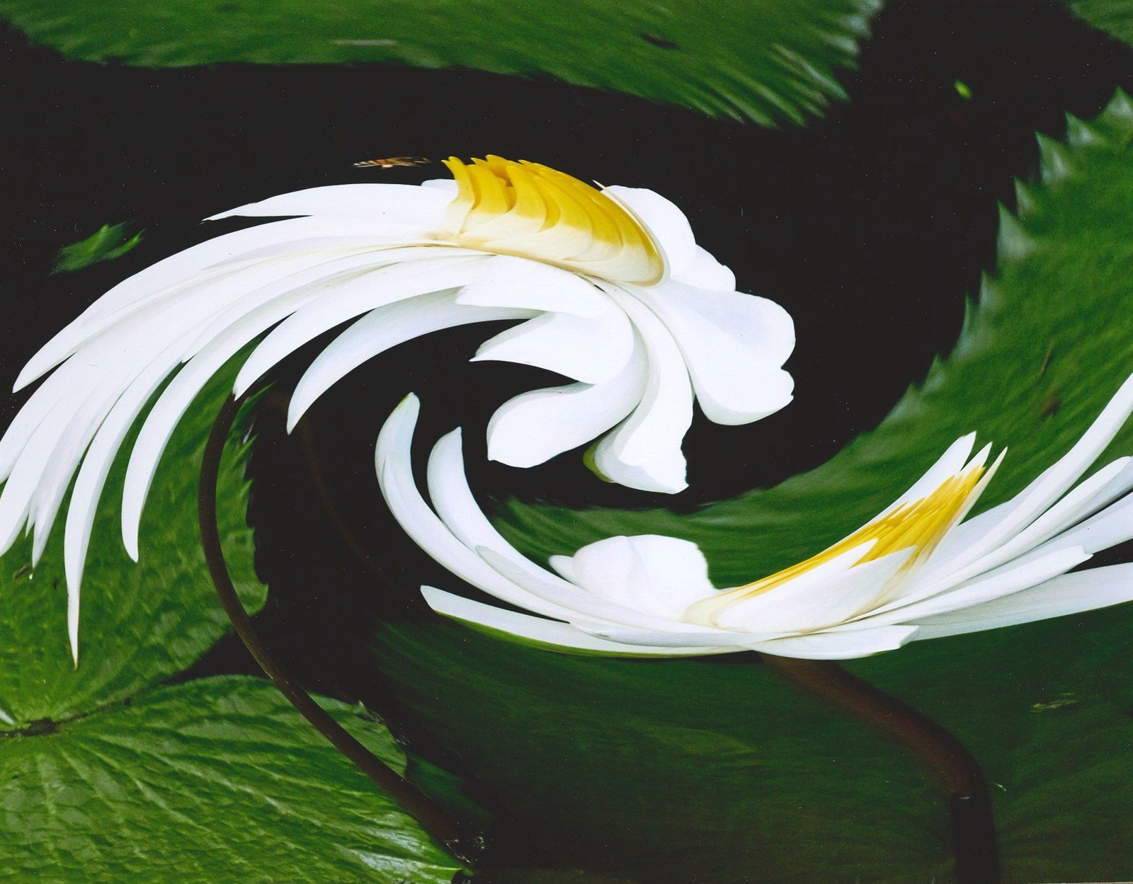 Whirling Lilies