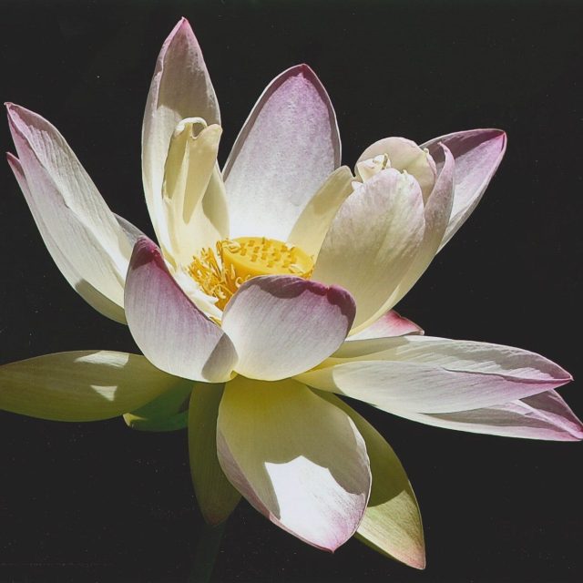 Lotus Rising