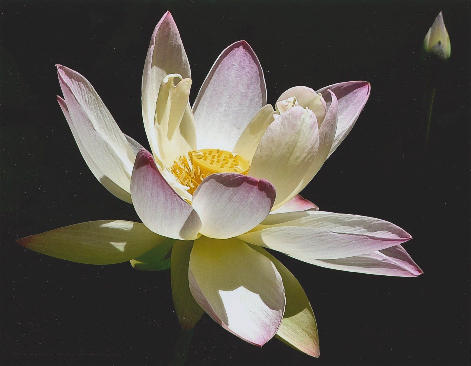 Lotus Rising