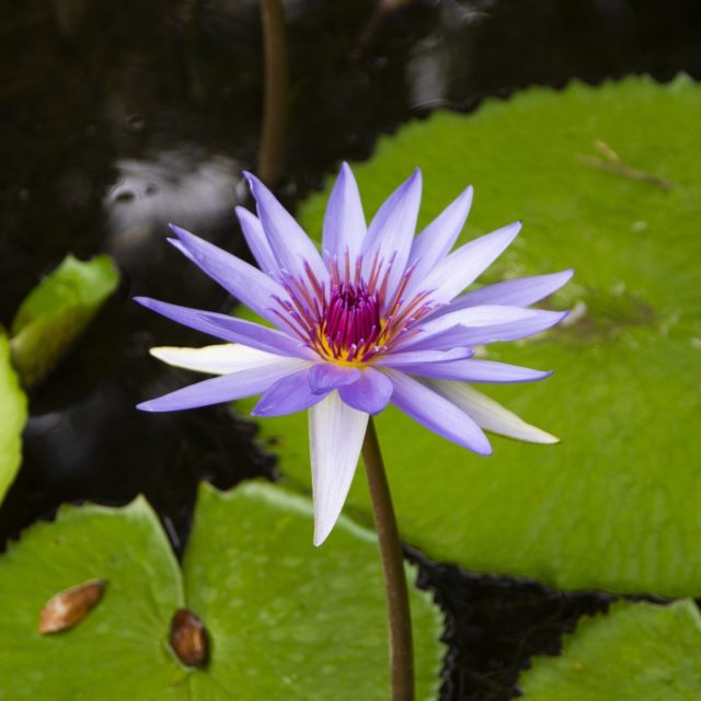 Water Lillies