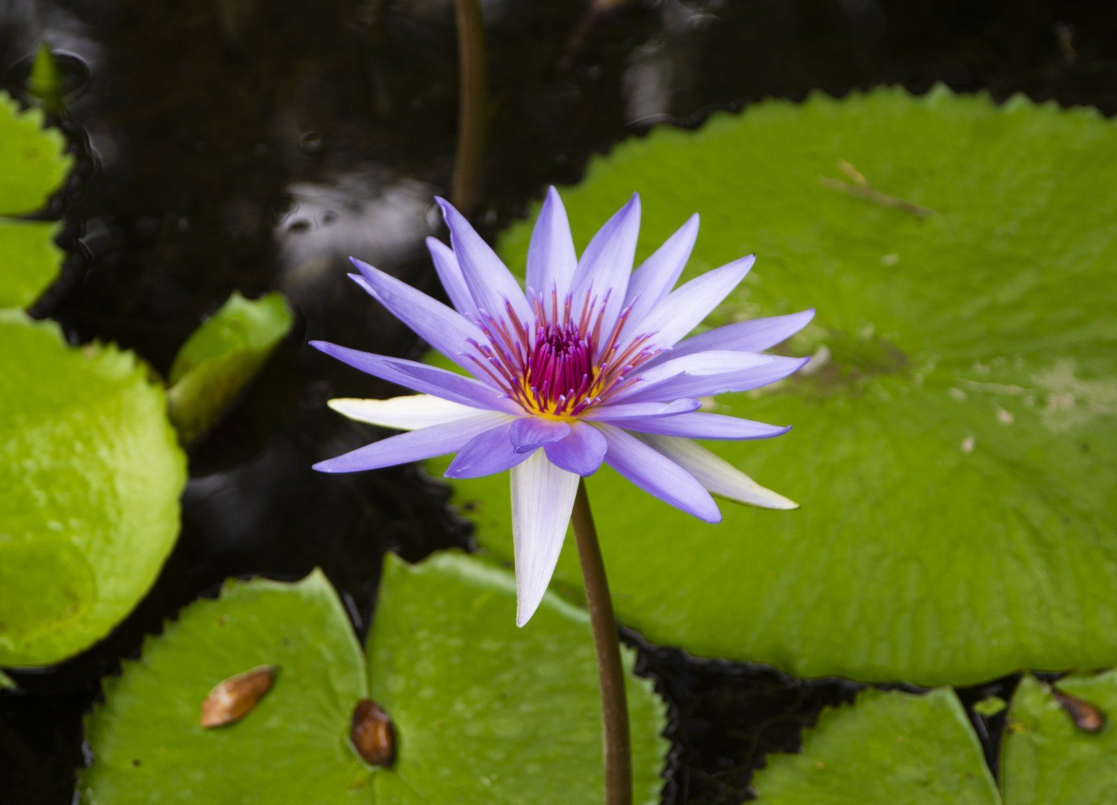 Water Lillies