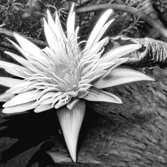 Nocturnal Lily
